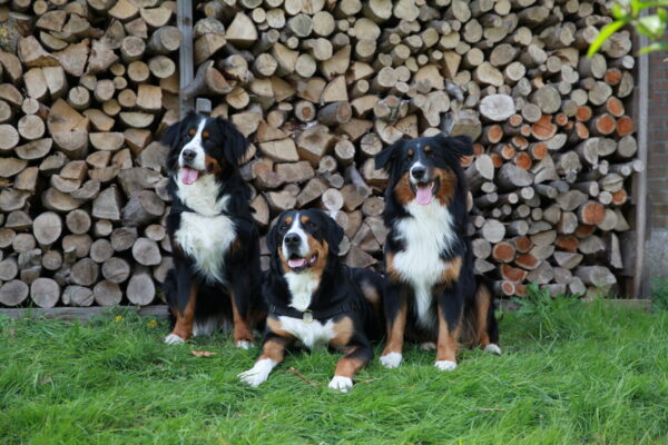 Coachen met Honden