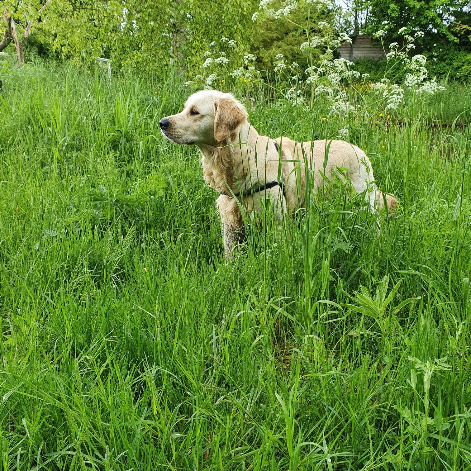 Coachen met Honden