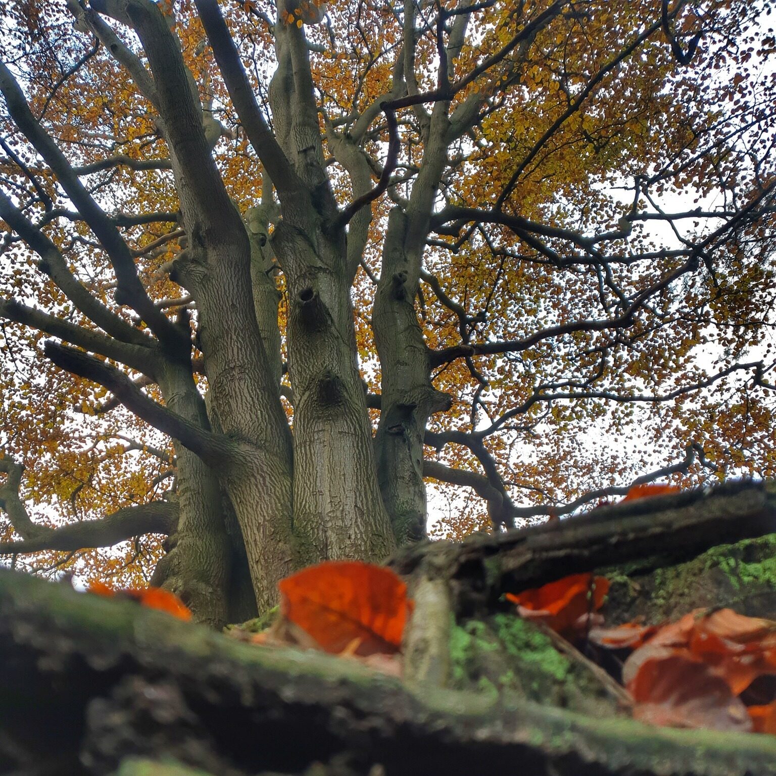 Coachen met Honden rouw en verlies