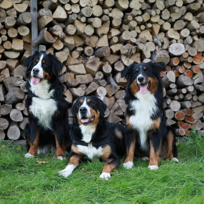 IMG_8088 Coachen met Honden