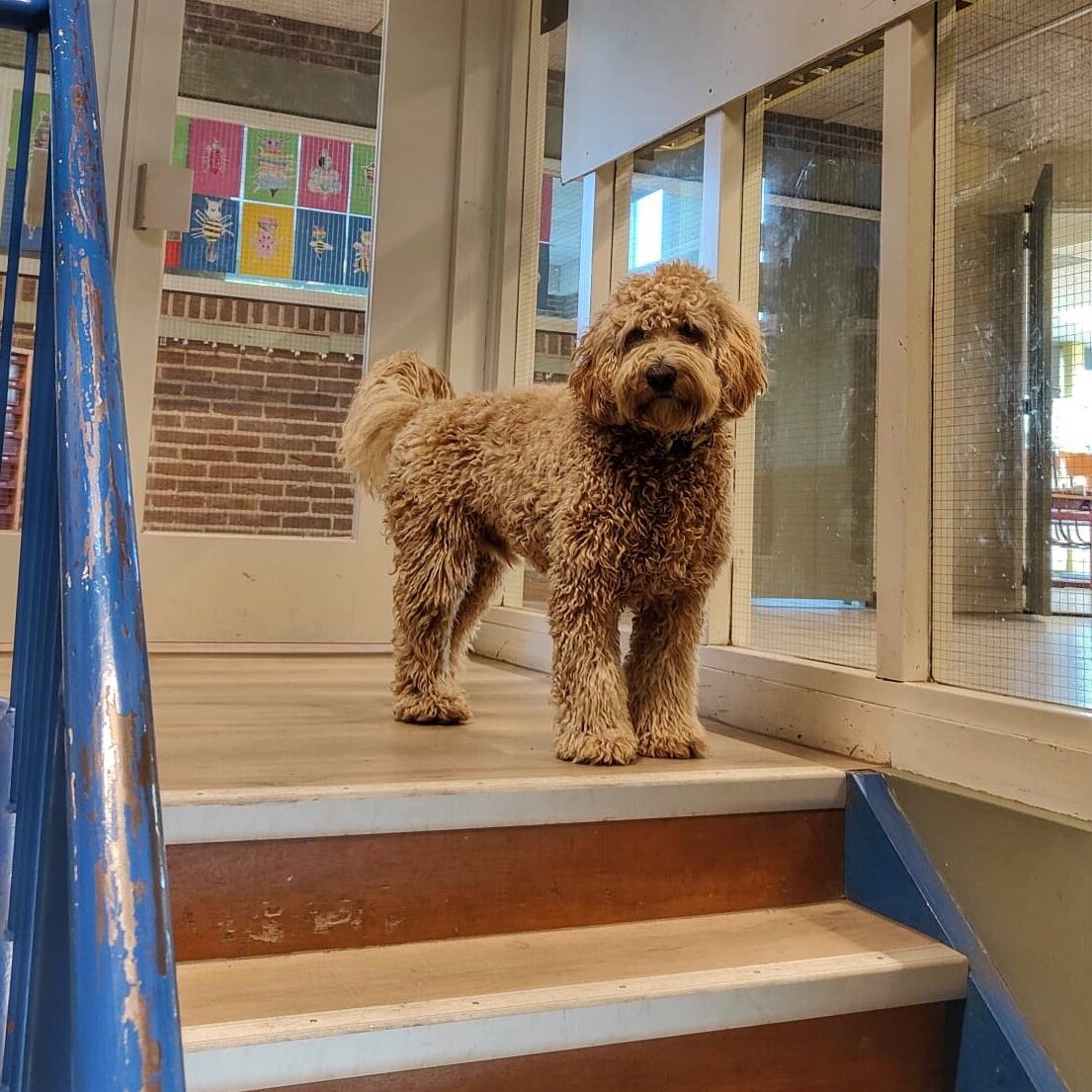 opl schoolhond De Schoolhond